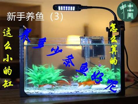 魚缸養幾隻魚比較好|魚缸養多少魚合適，這個公式告訴你，再也不用請教別。